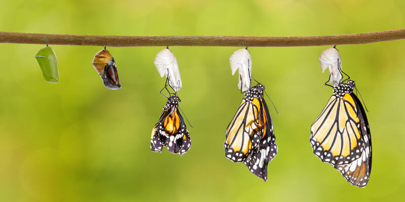 Chrysalis transforming into butterfly - Digital Solutions