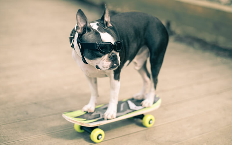 Dog on a skateboard - Open GI Mobius