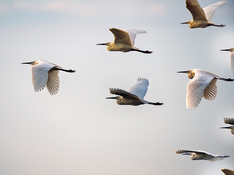 flying-birds Flying birds - Why Choose Open GI Software