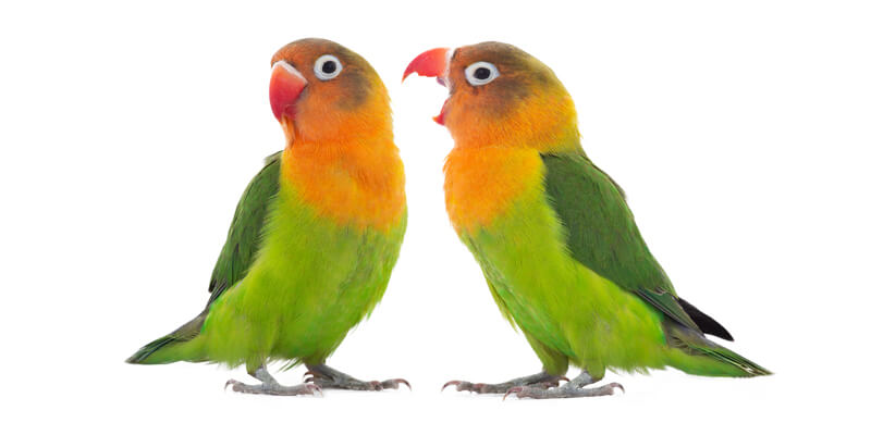 love-birds-support Two Love birds - Open GI Customer Support