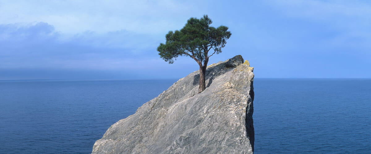 Tree growing on a rock at sea - Why Choose Open GI Software