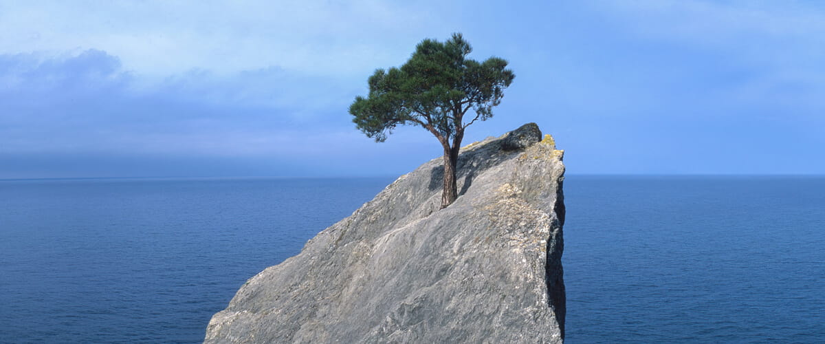 tree-rock-sea Tree growing on a rock at sea - Why Choose Open GI Software